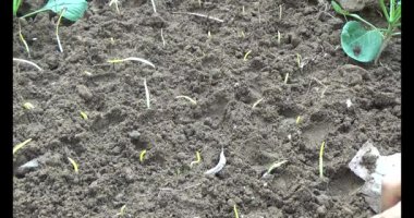 Bahçede sarımsak yetiştir.