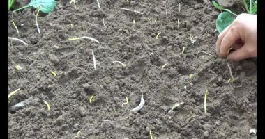 Bahçede sarımsak yetiştir.