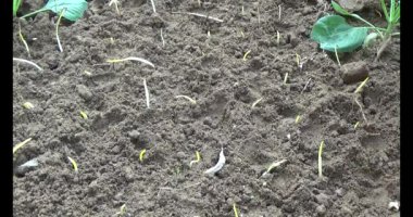 Bahçede sarımsak yetiştir.