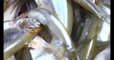 Sepette küçük balık