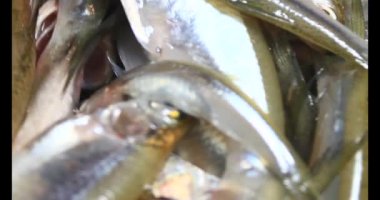 Sepette küçük balık