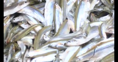 Sepette küçük balık