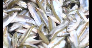 Sepette küçük balık