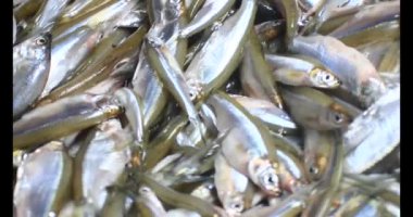 Sepette küçük balık