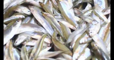 Sepette küçük balık