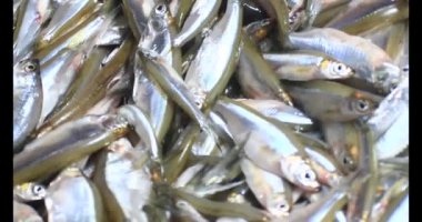 Sepette küçük balık