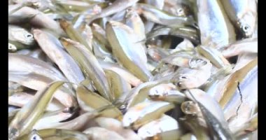 Sepette küçük balık