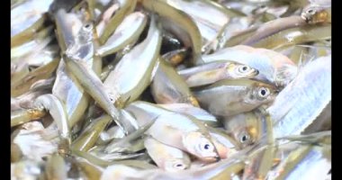 Sepette küçük balık