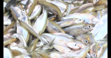 Sepette küçük balık