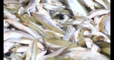 Sepette küçük balık