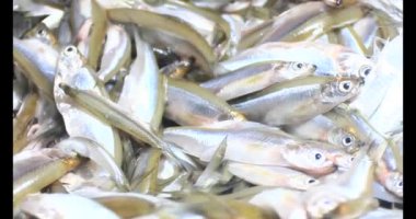 Sepette küçük balık