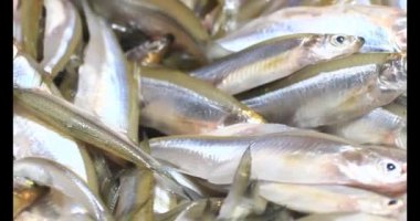 Sepette küçük balık