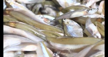 Sepette küçük balık