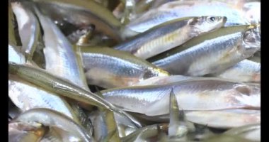 Sepette küçük balık