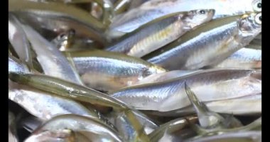 Sepette küçük balık