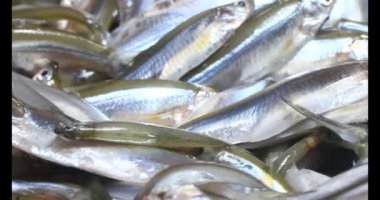 Küçük balıklar işleniyor