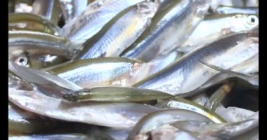 Küçük balıklar işleniyor