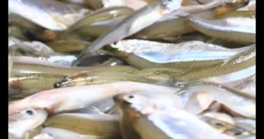 Küçük balıklar işleniyor