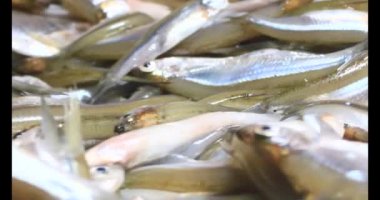 Küçük balıklar işleniyor