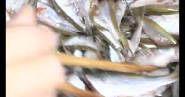 Küçük balıklar işleniyor