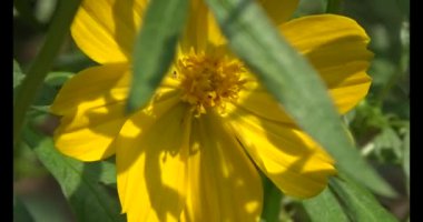 Arılar çiçeklerden nektar emerler.