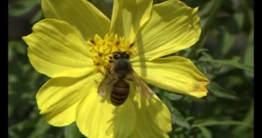 Arılar çiçeklerden nektar emerler.