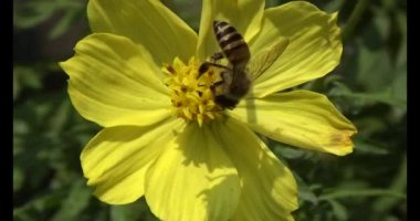 Arılar çiçeklerden nektar emerler.