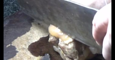 kaynamış domuz budu eti