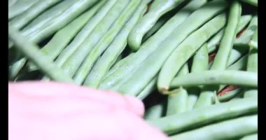 Tabaktaki bezelyeler