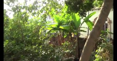 Olgun yıldız meyvelerini ağaçtan toplayın