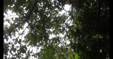 Olgun yıldız meyvelerini ağaçtan toplayın