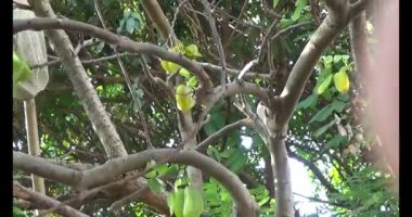 Olgun yıldız meyvelerini ağaçtan toplayın