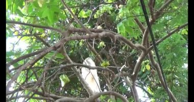 Olgun yıldız meyvelerini ağaçtan toplayın