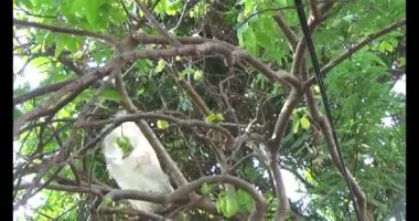 Olgun yıldız meyvelerini ağaçtan toplayın