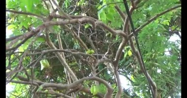 Olgun yıldız meyvelerini ağaçtan toplayın