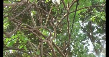 Olgun yıldız meyvelerini ağaçtan toplayın