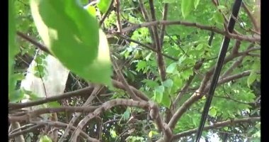 Olgun yıldız meyvelerini ağaçtan toplayın