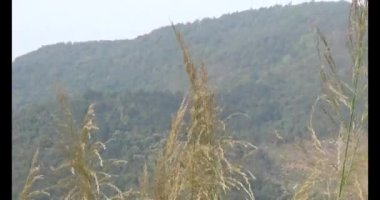 Dağda sazlar