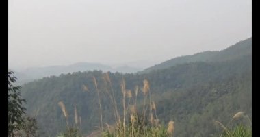 Dağda sazlar