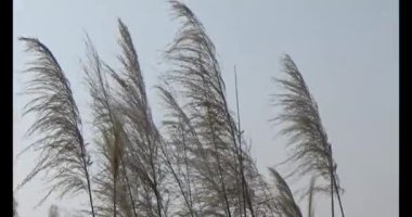 Dağda sazlar