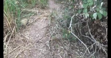 Bir grup insan dağlara ve ormanlara tırmanıyor.