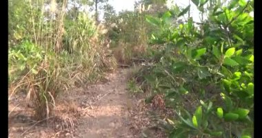 Bir grup insan dağlara ve ormanlara tırmanıyor.