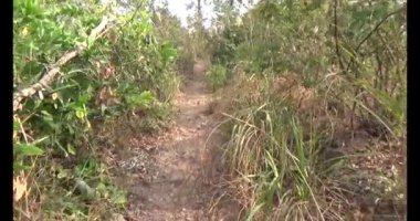 Bir grup insan dağlara ve ormanlara tırmanıyor.