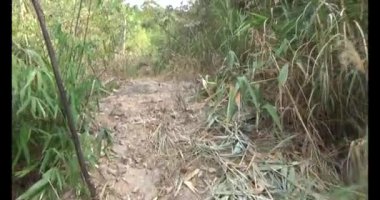 Bir grup insan dağlara ve ormanlara tırmanıyor.