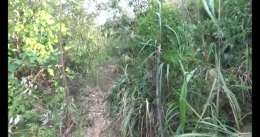 Bir grup insan dağlara ve ormanlara tırmanıyor.