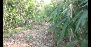 Bir grup insan dağlara ve ormanlara tırmanıyor.