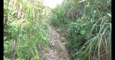 Bir grup insan dağlara ve ormanlara tırmanıyor.