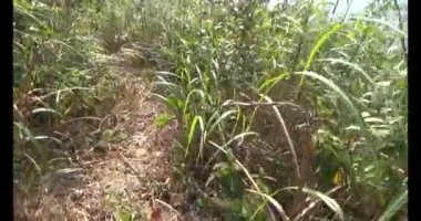 Bir grup insan dağlara ve ormanlara tırmanıyor.