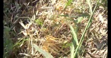 Bir grup insan dağlara ve ormanlara tırmanıyor.