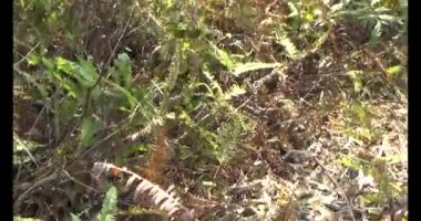 Bir grup insan dağlara ve ormanlara tırmanıyor.